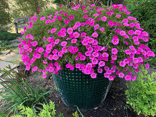 An ornamental container planting with flowering annuals and trailing greenery.