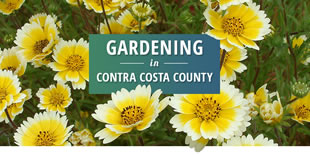 Screenshot of the Contra Costa water-saving plants website